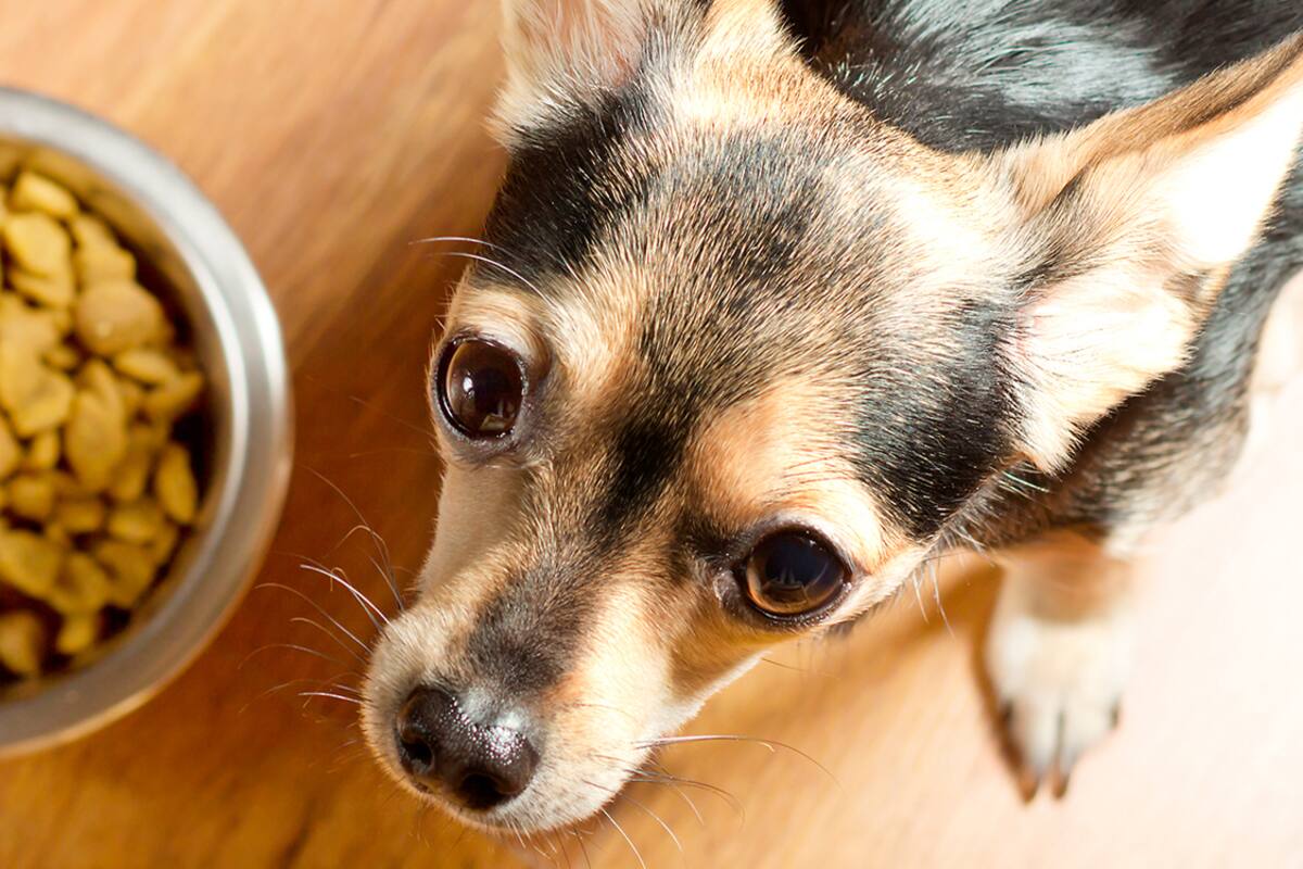 Diabetes mellitus, amenaza para la salud de las mascotas