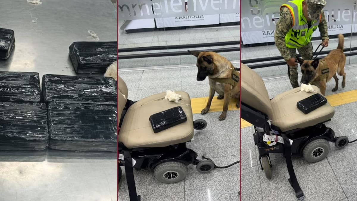 Un perro entrenado de la Marina detectó casi nueve kilos de cocaína ocultos en la silla de ruedas de un pasajero en el AICM y tras una revisión con rayos X las autoridades confirmaron el hallazgo de ocho paquetes de droga con un valor superior al millón de pesos
