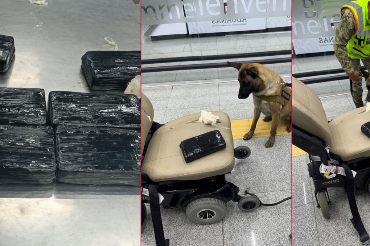 Un perro entrenado de la Marina detectó casi nueve kilos de cocaína ocultos en la silla de ruedas de un pasajero en el AICM y tras una revisión con rayos X las autoridades confirmaron el hallazgo de ocho paquetes de droga con un valor superior al millón de pesos