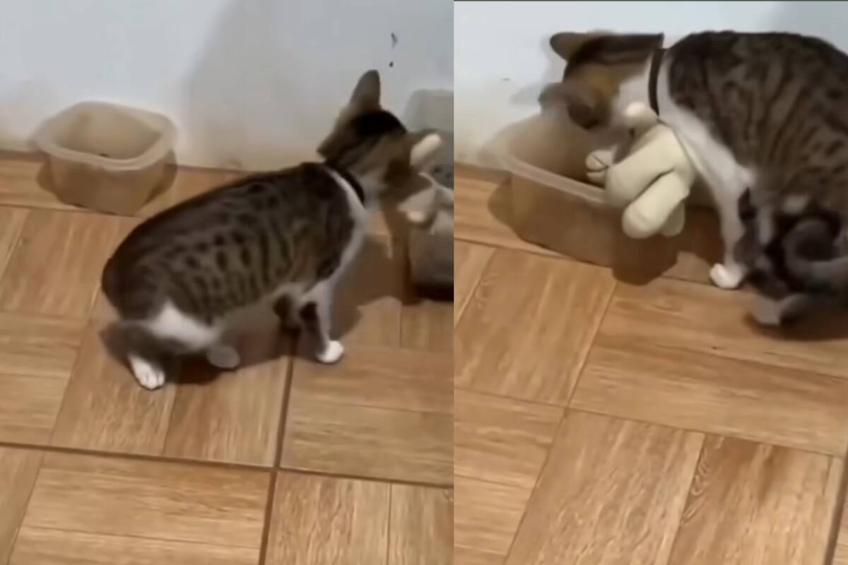 Gato causa ternura al compartir su comida con su peluche