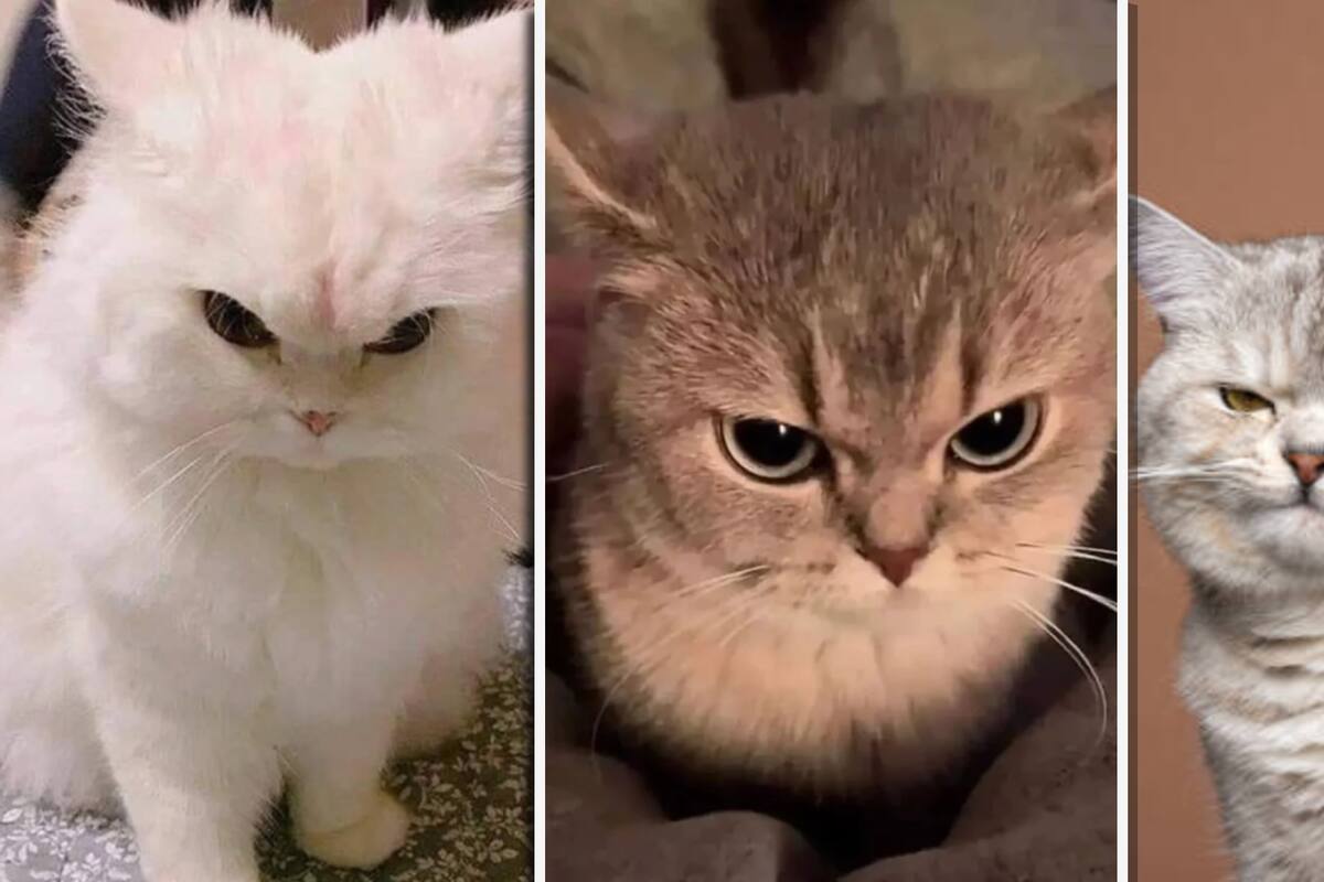 ¿Los gatos guardan rencor? Expertos explican su comportamiento