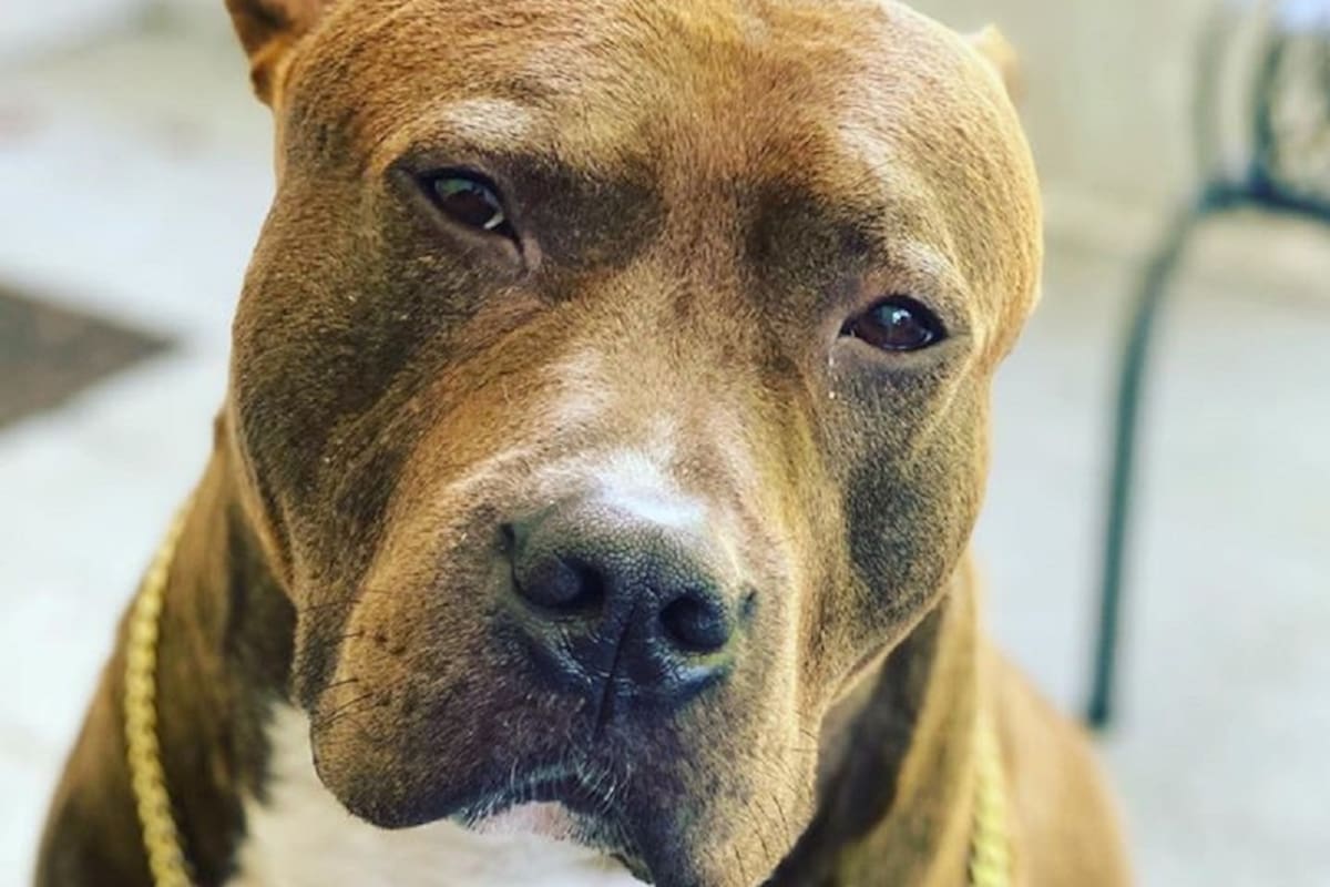 Recorre Estados Unidos para salvar a un pitbull de la eutanasia