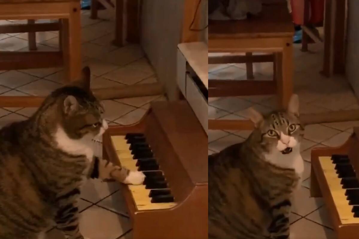 VIDEO: Gatito se viraliza por tocar el piano cada vez que tiene hambre