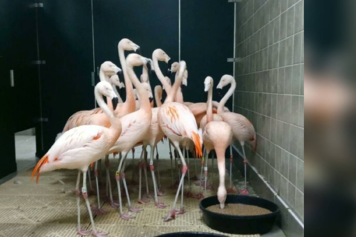 Flamencos se acurrucan en un baño durante los azotes del huracán Ian