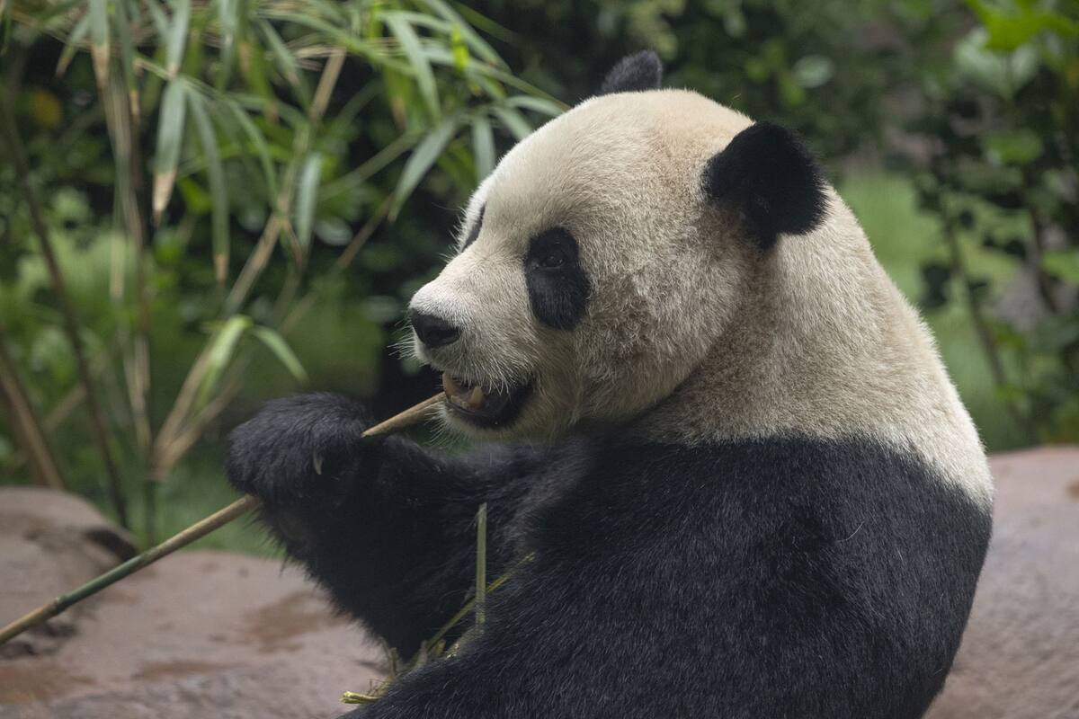 8 de agosto, fecha para conocer a Yu Chuan y Xin Bao en San Diego Zoo