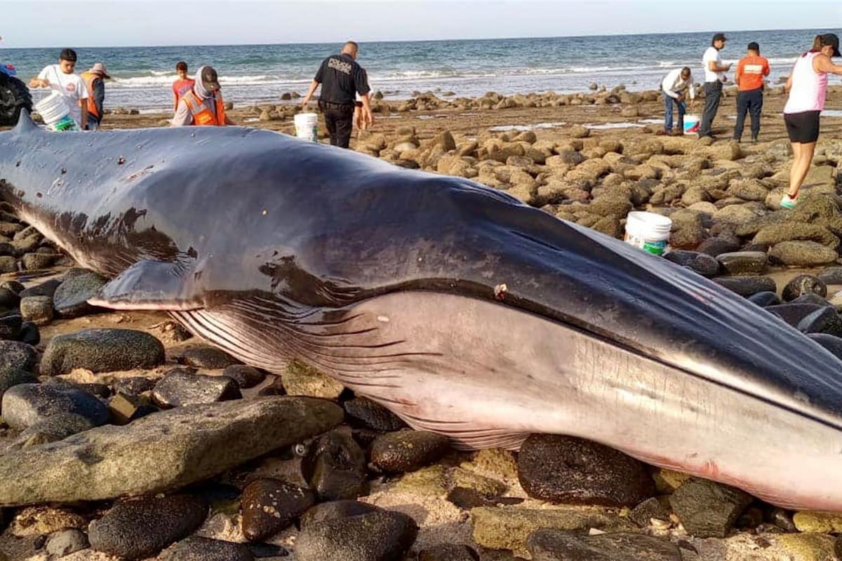 Ballena varada en Puerto Peñasco, segundo animal más grande del mundo, será analizada por expertos