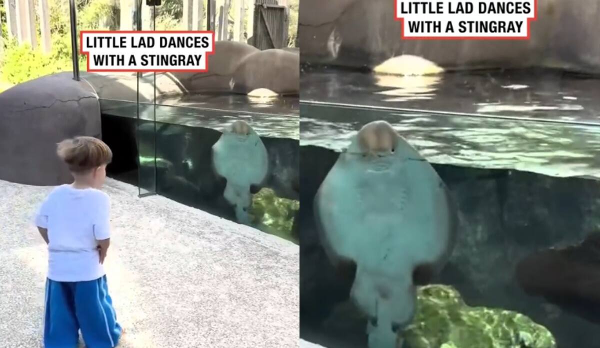 Niño baila al compás de una mantarraya en el zoológico