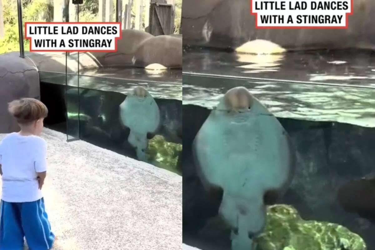Niño baila al compás de una mantarraya en el zoológico
