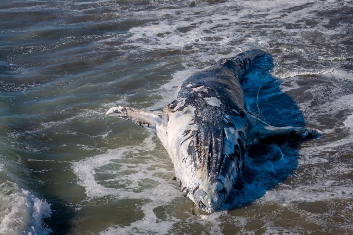 Ballena varada en Sinaloa: Autoridades y expertos luchan por salvar al gigante marino en Piaxtla, tras un inesperado avistamiento que conmocionó a la comunidad