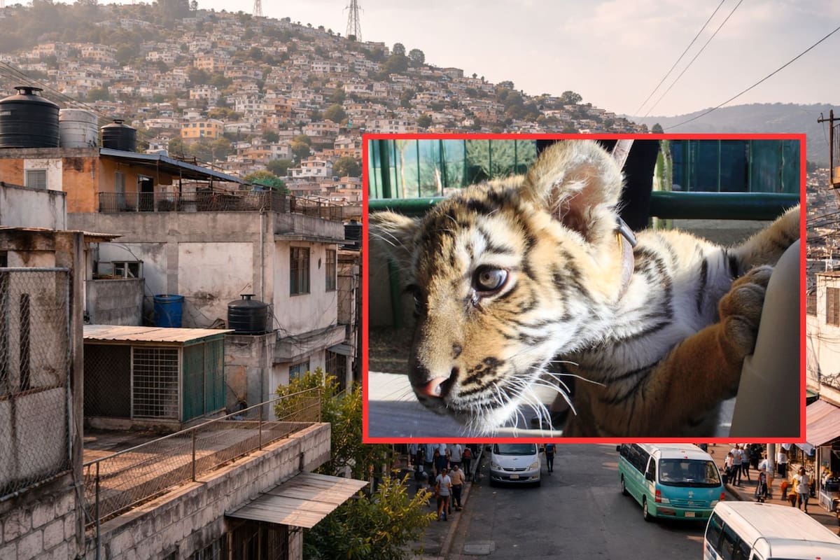 Autoridades rescatan a un cachorro de tigre de bengala cautivo en un patio de 4 metros cuadrados en Ecatepec tras denuncias vecinales por rugidos y detienen al presunto dueño por falta de permisos legales