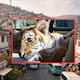 Autoridades rescatan a un cachorro de tigre de bengala cautivo en un patio de 4 metros cuadrados en Ecatepec tras denuncias vecinales por rugidos y detienen al presunto dueño por falta de permisos legales