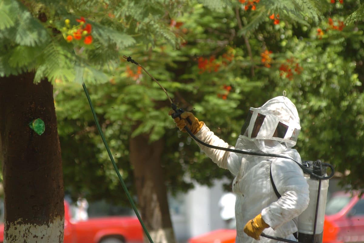 Hermosillo ha registrado 254 casos de enjambres de abejas en lo que va del 2025, siendo parques y escuelas los lugares donde más se presentan