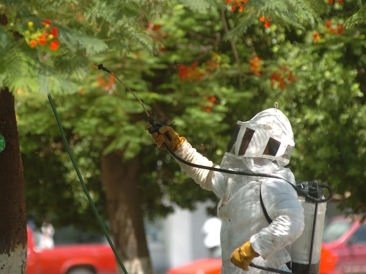 Hermosillo ha registrado 254 casos de enjambres de abejas en lo que va del 2025, siendo parques y escuelas los lugares donde más se presentan