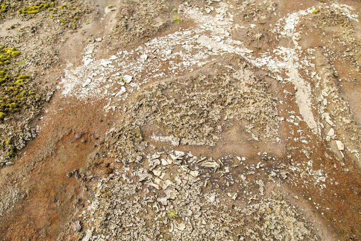 Microorganismos antárticos logran sobrevivir 15 días en Marte