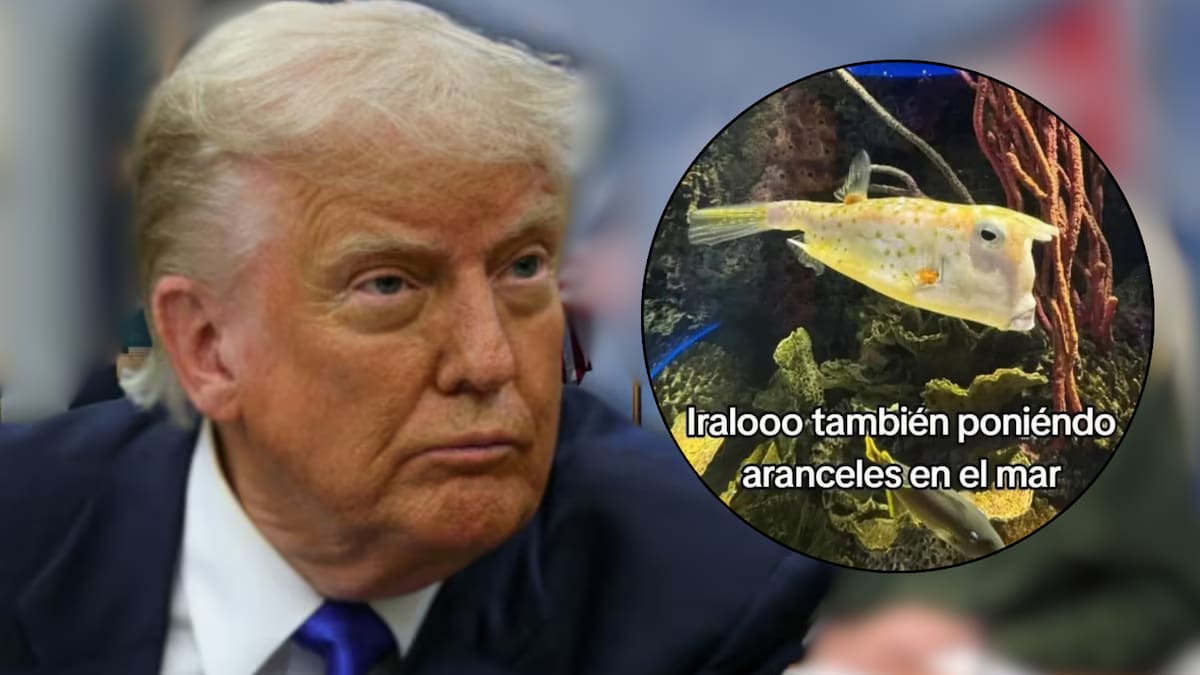‘Pez Trump’: este es el pez que se volvió viral en redes por su parecido con el presidente de los Estados Unidos