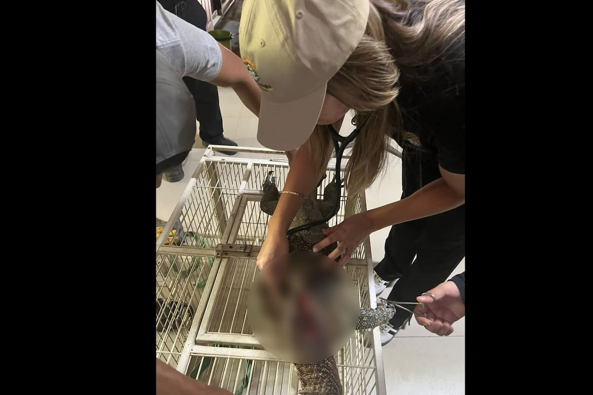 Hallan al varano; murió por lesiones tras ser capturado en Valle de Puebla