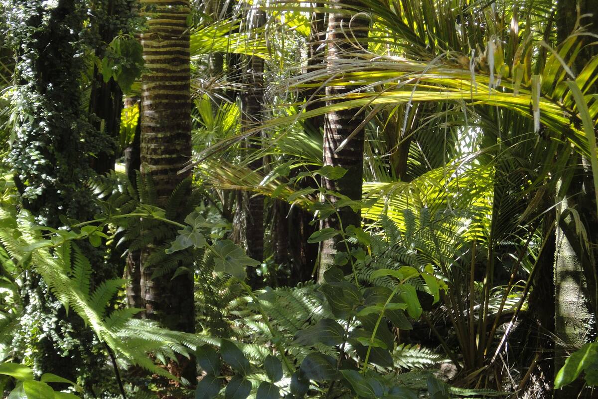 La selva amazónica emitió más dióxido de carbono del que absorbió en los últimos 10 años