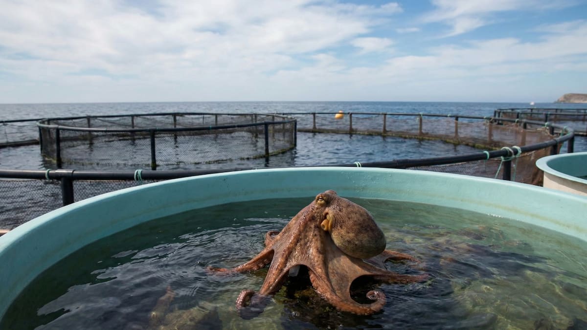 México se suma a Chile y avanza hacia una prohibición federal de las granjas de pulpos tras reportes de alta mortalidad y canibalismo en cautiverio, impulsando una reforma para frenar su cría intensiva en todo el país