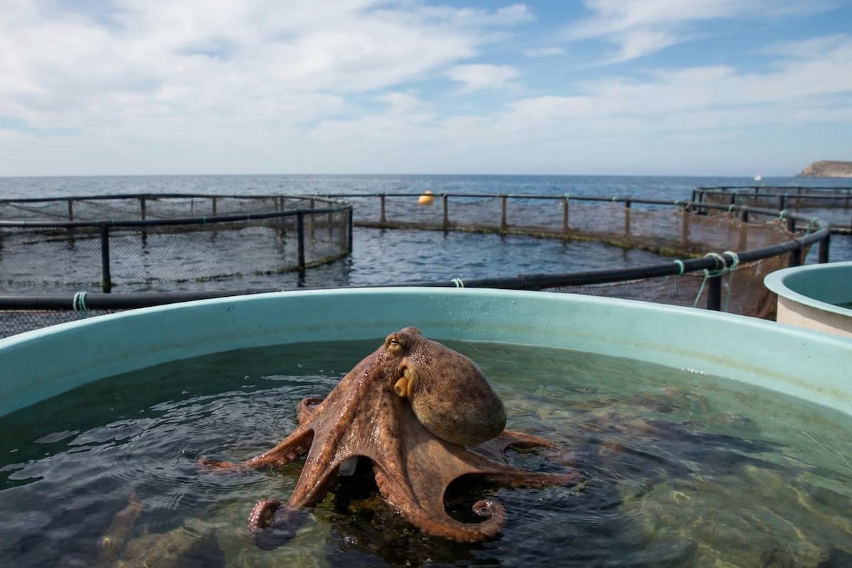 México se suma a Chile y avanza hacia una prohibición federal de las granjas de pulpos tras reportes de alta mortalidad y canibalismo en cautiverio, impulsando una reforma para frenar su cría intensiva en todo el país