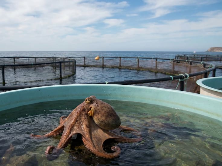 México se suma a Chile y avanza hacia una prohibición federal de las granjas de pulpos tras reportes de alta mortalidad y canibalismo en cautiverio, impulsando una reforma para frenar su cría intensiva en todo el país