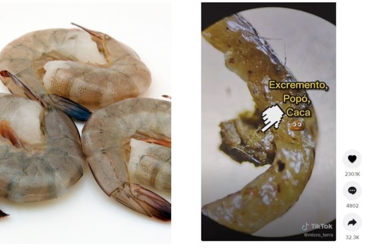 ¿Te la comes? Tripa de camarón bajo el microscopio ¡Hallaron cosas asquerosas!