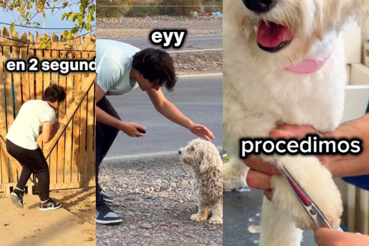 Tiktoker le cambia la vida a un perro de la calle y se viraliza en Internet