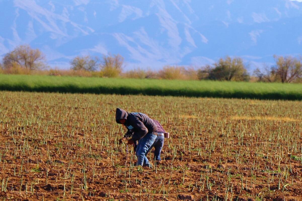 Avanza con buenas expectativas cosecha de espárrago 2024 en Sonora