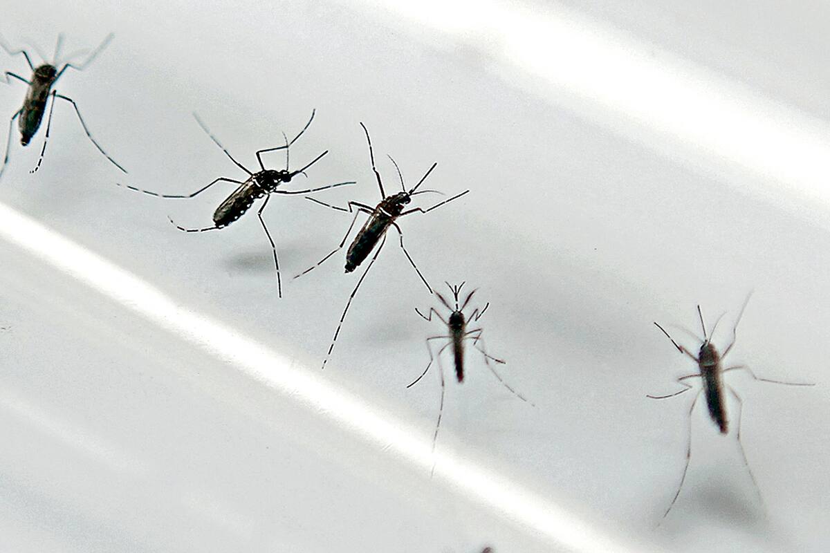 Estudia Salud posible muerte por dengue hemorrágico