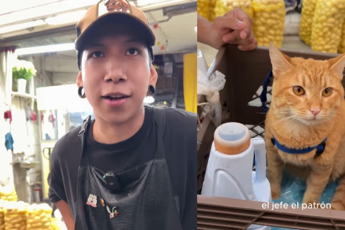 “Es el jefe del lugar”: conoce a Whiskas, el gatito hamburguesero de la Central de Abasto