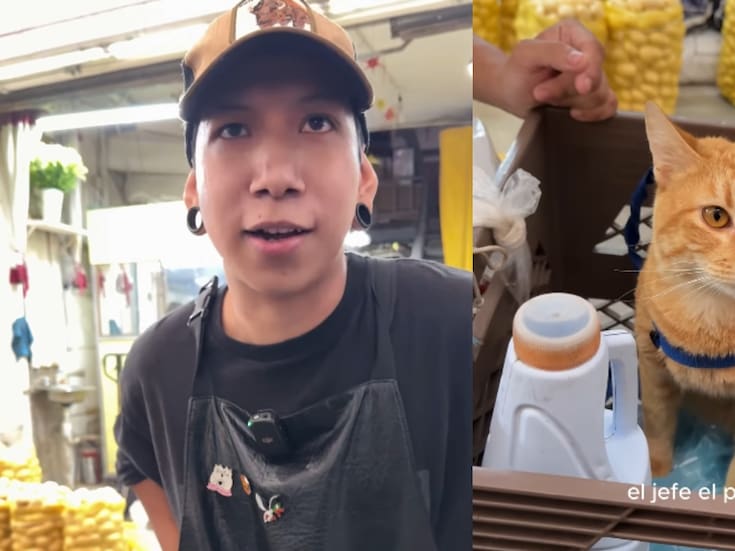 “Es el jefe del lugar”: conoce a Whiskas, el gatito hamburguesero de la Central de Abasto