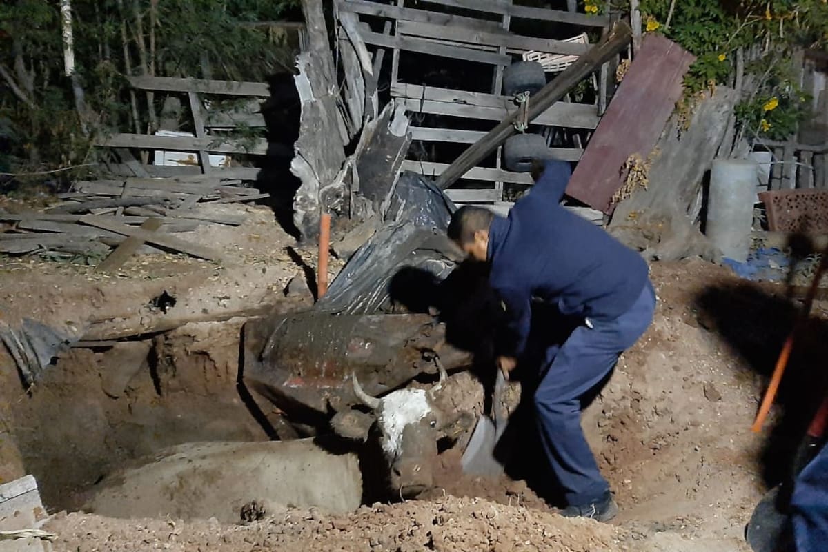 Video: Bomberos de Empalme rescatan a vaca que cayó en una fosa séptica