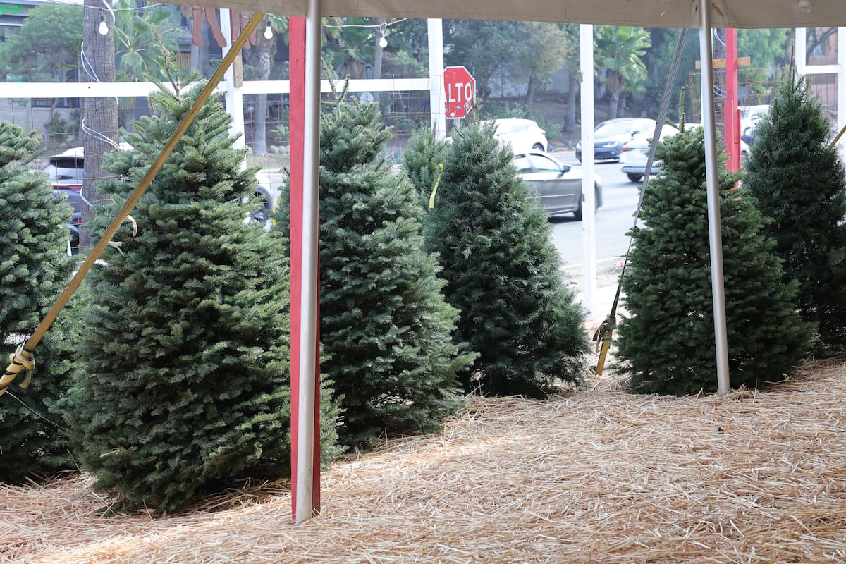 Crece demanda de pinos navideños con raíz en Tijuana