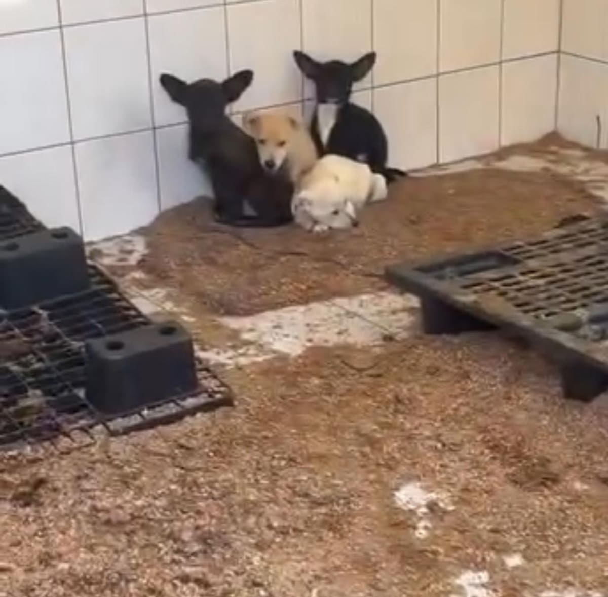 Tras el anuncio de la alcaldesa Rocío Adame Muñoz de implementar operativos para retirar a todos los perros de la calle, defensores del bienestar animal pidieron claridad sobre el destino que tendrán los animales capturados. Foto: Carmen Gutierrez