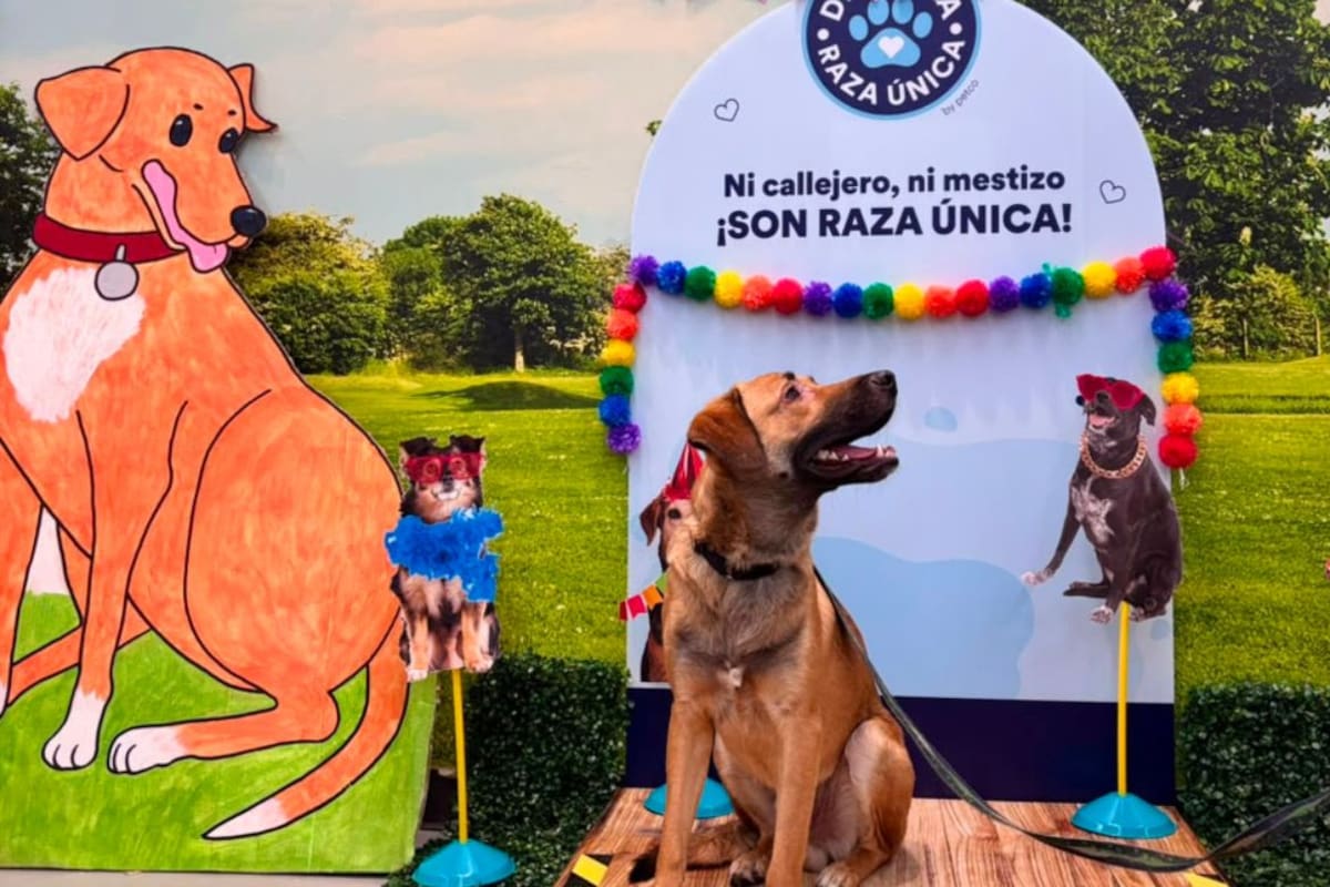 Misión 4 Patas ofrece adopciones responsables en Galerías Mall: ¡conoce a tus futuros compañeros!