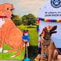 Misión 4 Patas ofrece adopciones responsables en Galerías Mall: ¡conoce a tus futuros compañeros!