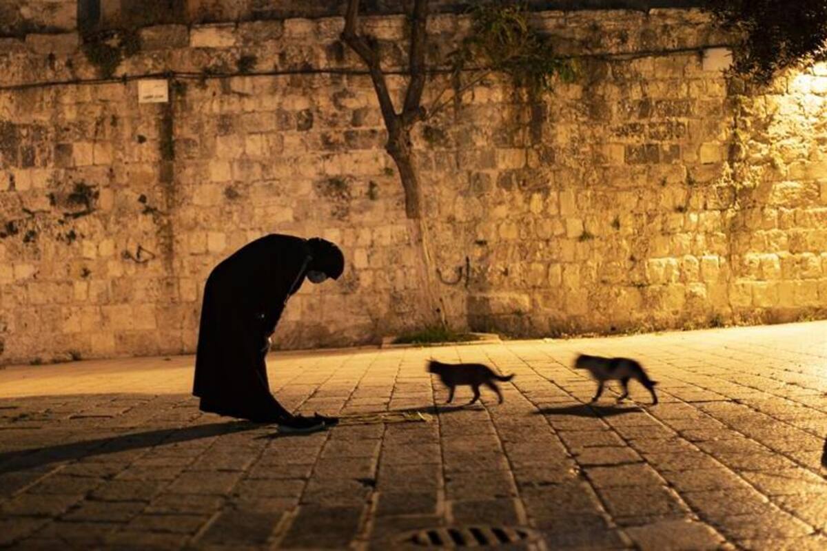 Hurones, gatos y civetas: Los animales más susceptibles a contraer Covid-19