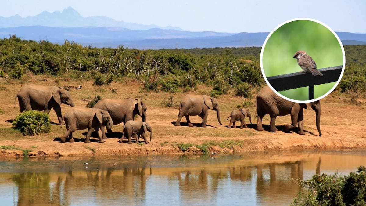 ¿Por qué viven más las mujeres que los hombres? Según un estudio con más de mil especies l Foto: Cortesía