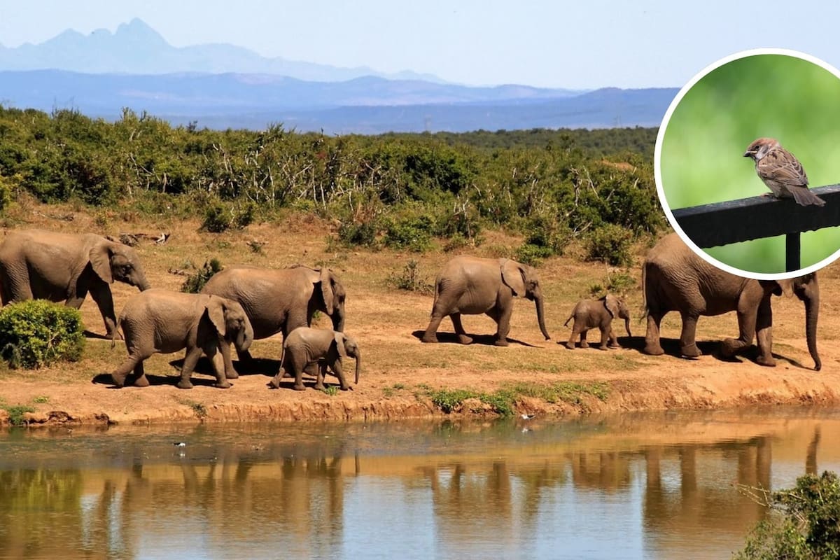 ¿Por qué viven más las mujeres que los hombres? Según un estudio con más de mil especies