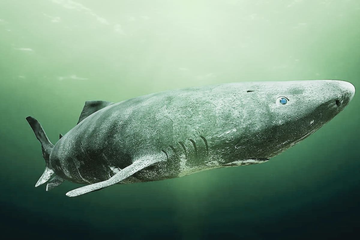 Tiburones de Groenlandia: ¿Por qué viven hasta 500 años? Científicos podrían haber dado con la respuesta