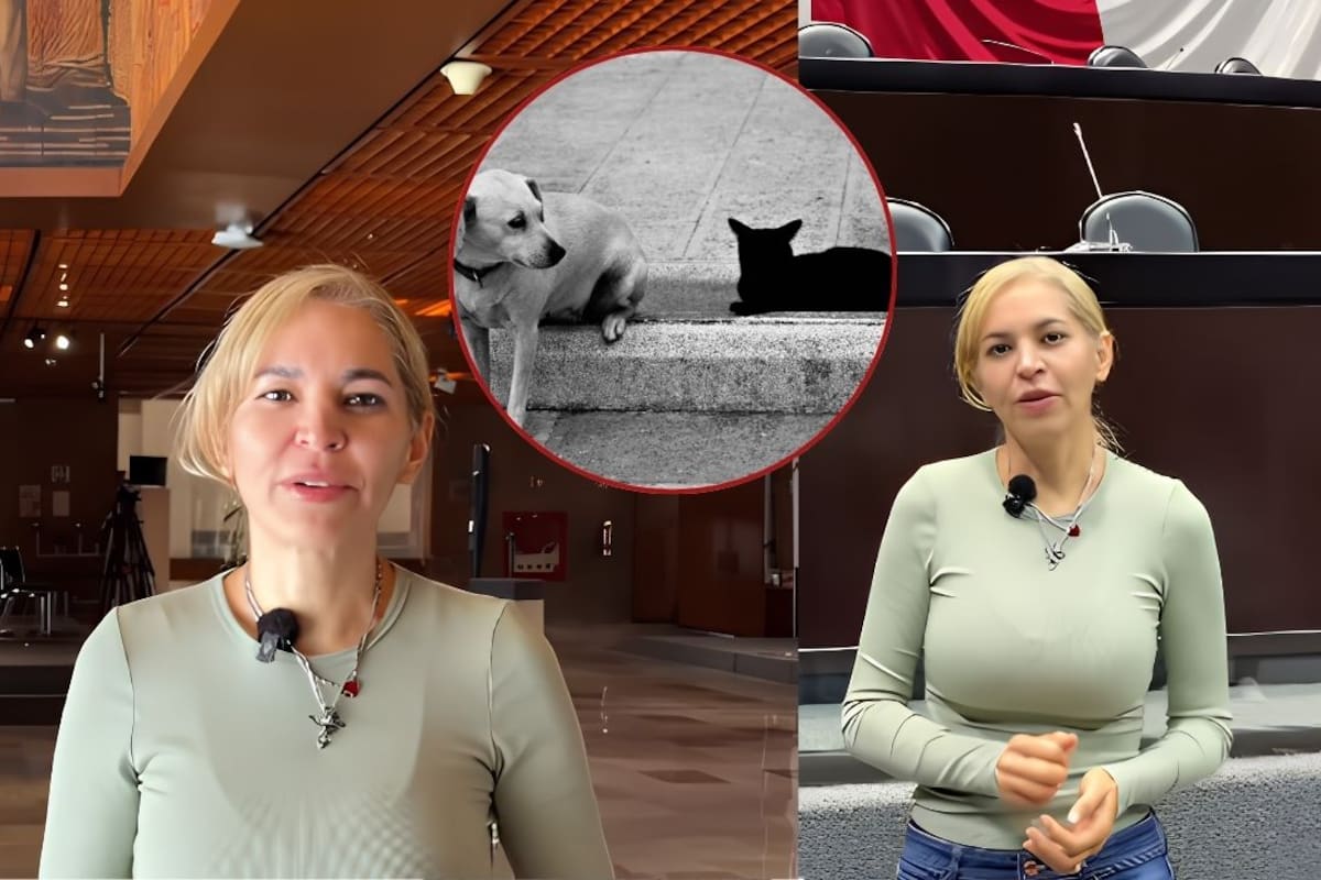 Tres días de permiso laboral por la muerte de una mascota, con goce de sueldo completo propone diputada mediante una reforma al artículo 132 de la Ley Federal del Trabajo