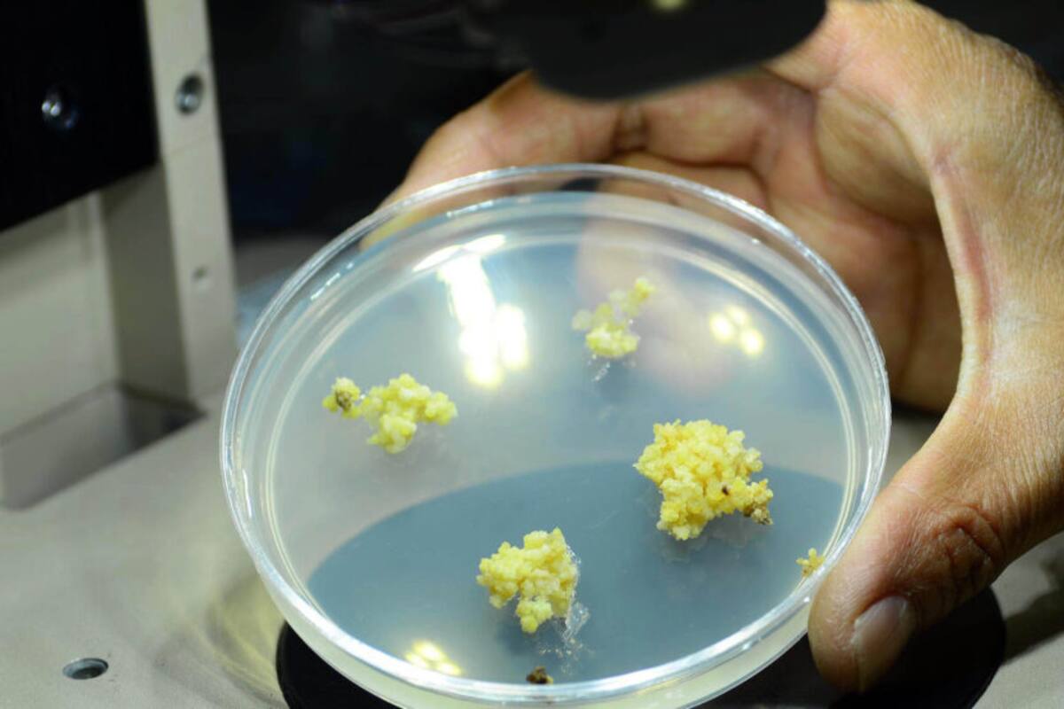 UNAM mejora vacuna contra la cisticercosis