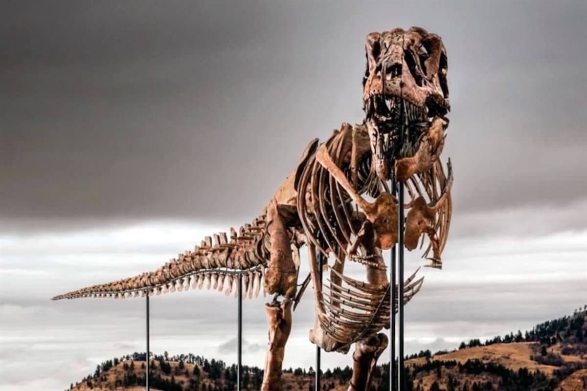T-Rex rompe récord en subasta: fósil de 67 millones de años se vende por 50.1 millones de dólares