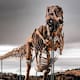 T-Rex rompe récord en subasta: fósil de 67 millones de años se vende por 50.1 millones de dólares