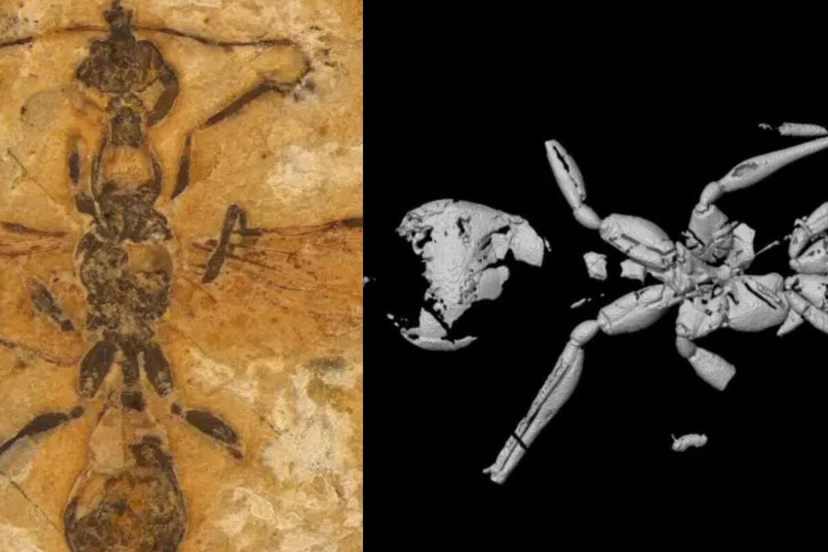 Registro fósil demuestra que las hormigas conquistaron la Tierra hace 113 millones de años