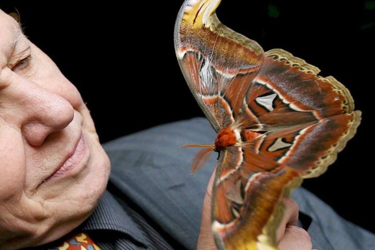 David Attenborough, un planeta perfecto a través de la ventana de la cocina