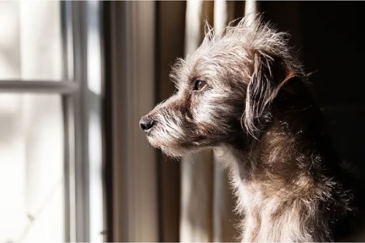 Razones para adoptar un perro de raza única