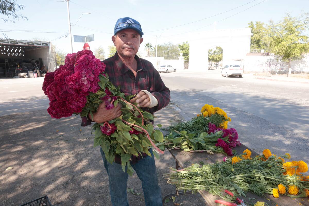 Llegaron los vendedores de flores frente al Panteón Yáñez, aquí el señor Manuel Ruiz quien trae sus cempasúchil y manopantera de Ímuris. FOTO: TEODORO BORBÓN