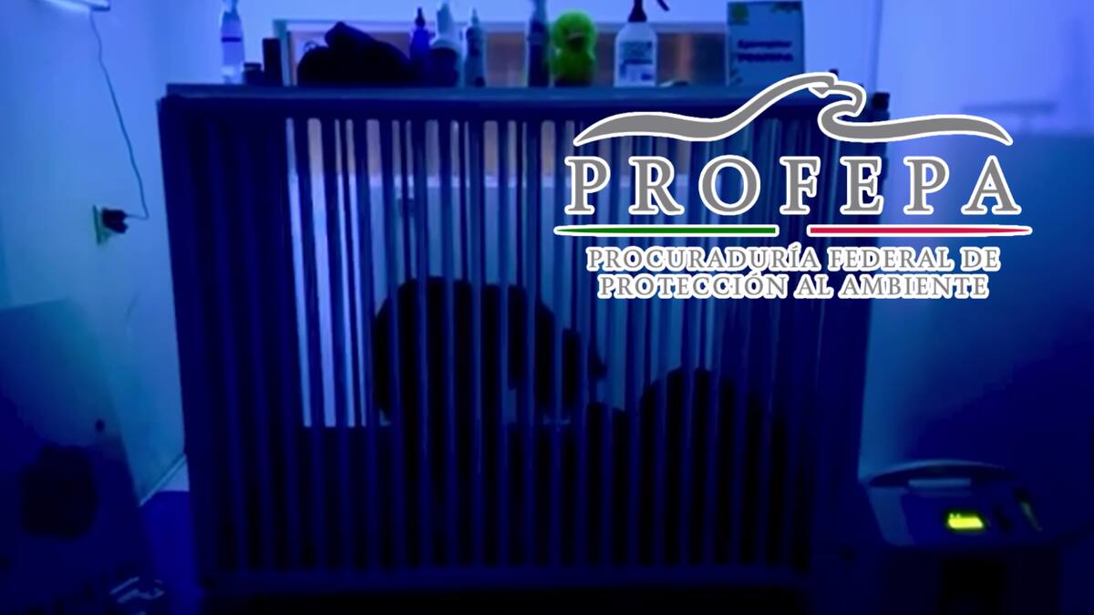 Osa Mina lucha por sobrevivir: monitoreo 24/7, estado crítico y protocolo sanitario activado