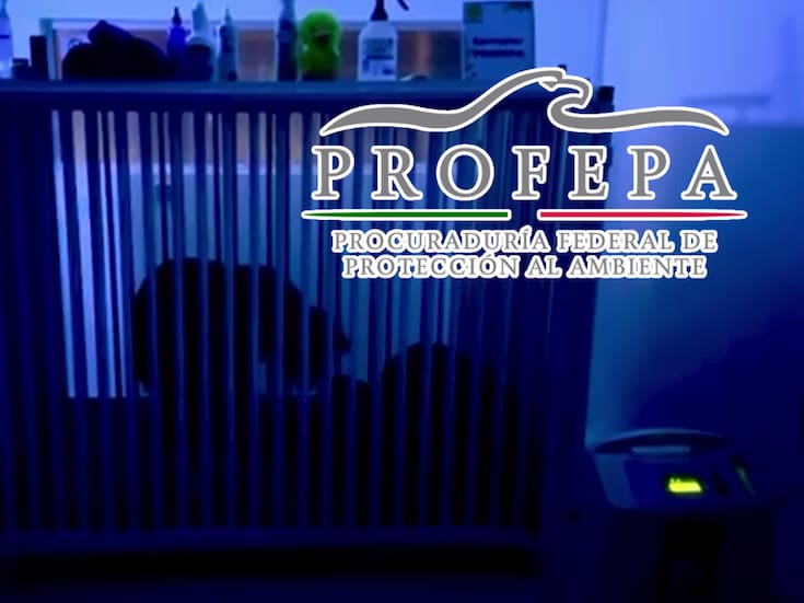 Osa Mina lucha por sobrevivir: monitoreo 24/7, estado crítico y protocolo sanitario activado