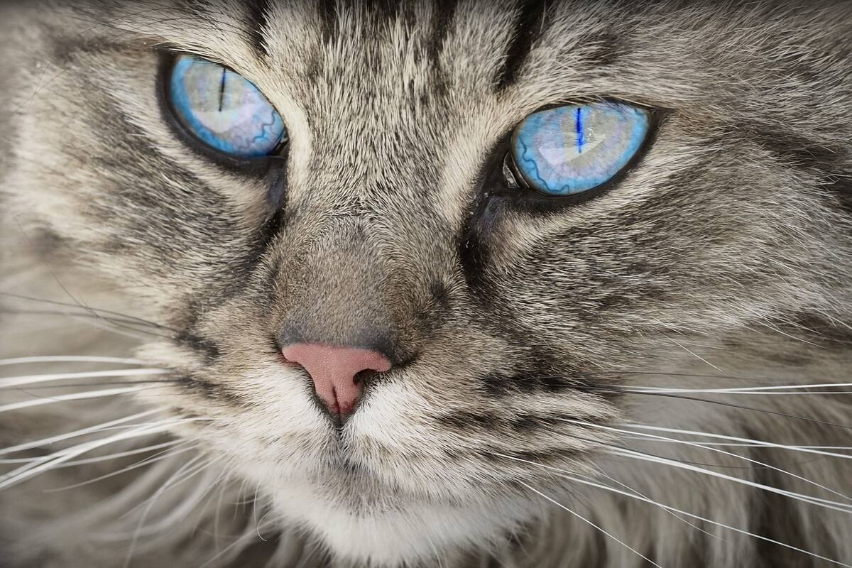 Gatita sobrevivió más de 40 minutos en una lavadora